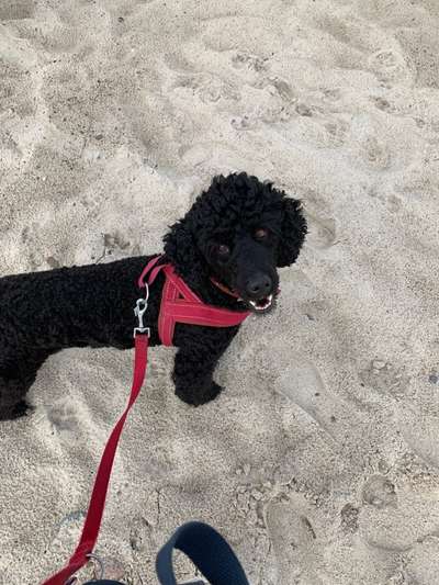 Alles rund um den Pudel-Beitrag-Bild