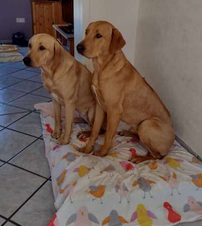 Unsere Fellnasen im Regenbogenland-Beitrag-Bild