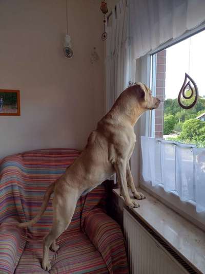 Fotosammlung: ,,Der natürliche Hund" Unbearbeitet, ungestellt und in Natura-Beitrag-Bild