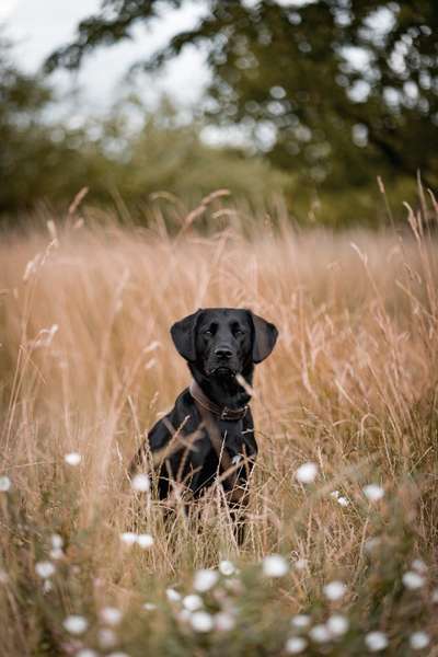 Dogorama Photo Challenge - Portrait-Beitrag-Bild