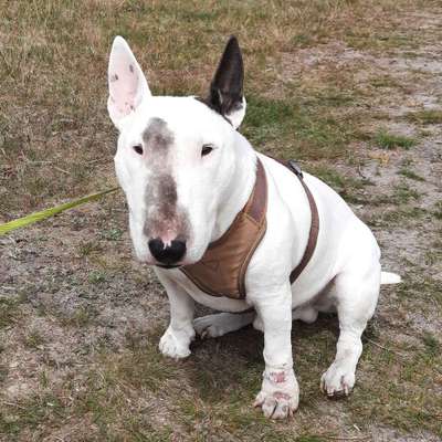 Miniatur Bull Terrier-Beitrag-Bild