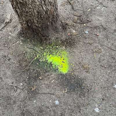 Giftköder-Möglicherweise Gift / Giftreis-Bild