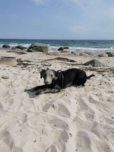 Dein Hund im Dogorama-Kalender 2021-Beitrag-Bild