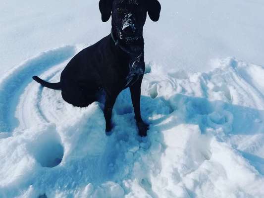 Die Dogorama Kalender Challenge Teil 2/4-Beitrag-Bild