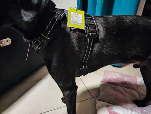 Wie sitzt mein Geschirr?-Beitrag-Bild