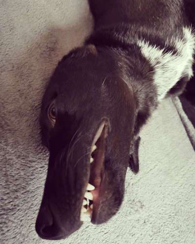 Dein Hund im Dogorama-Kalender 2021-Beitrag-Bild