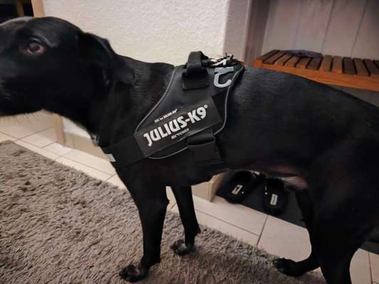 Wie sitzt mein Geschirr?-Beitrag-Bild