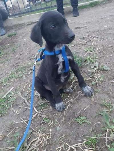 Welpen Bilder !-Beitrag-Bild