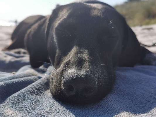 Dein Hund im Dogorama-Kalender 2021-Beitrag-Bild