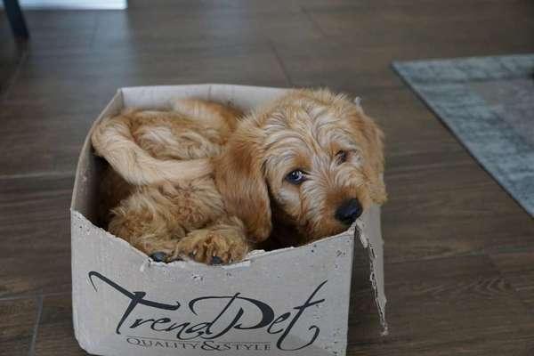 Die Dogorama Kalender Challenge Titelbild-Beitrag-Bild