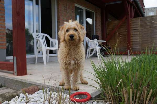 Labradoodle gesucht-Beitrag-Bild