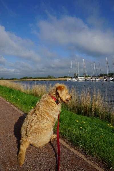 Dogorama-Monats-Challenge-Mai "Wasser"-Beitrag-Bild