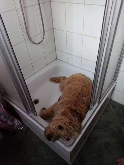 Zeig mir, dass du mit einem hund zusammenlebst....-Beitrag-Bild