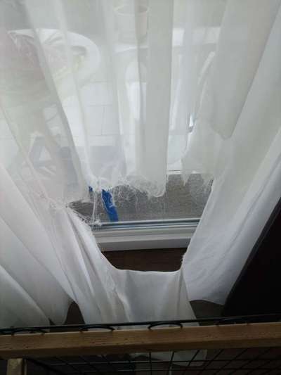 Zeig mir, dass du mit einem hund zusammenlebst....-Beitrag-Bild