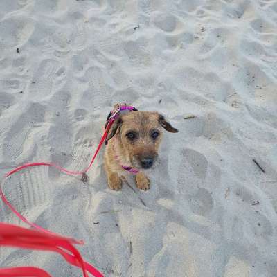 Hundetreffen-Hundebegegnungen und Hundefreunde finden-Bild