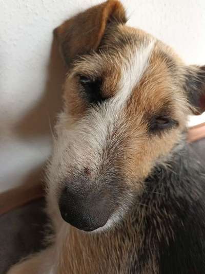 Stelle an der Nase-Beitrag-Bild