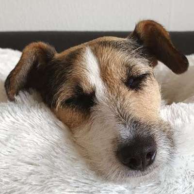 ❗️SUCHE DRINGEND …❗️-Beitrag-Bild