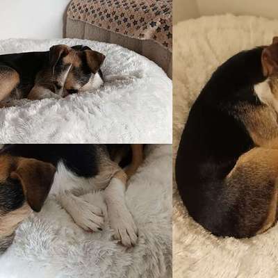 ❗️SUCHE DRINGEND …❗️-Beitrag-Bild