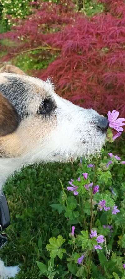 Wie kamst du zu deinem Hund?-Beitrag-Bild