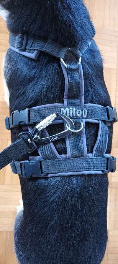 Silvester; Ohrenschützer, Donnerweste?-Beitrag-Bild