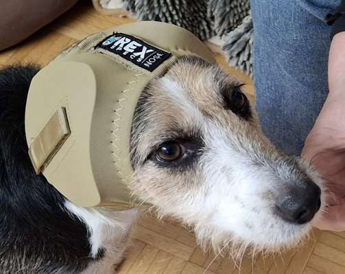 Silvester; Ohrenschützer, Donnerweste?-Beitrag-Bild