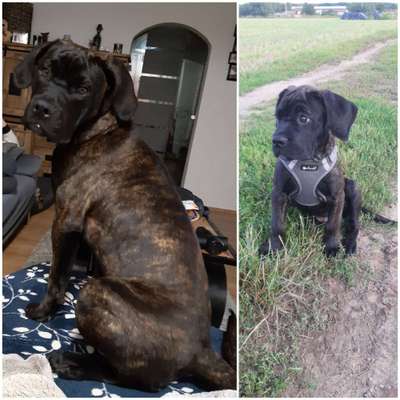 Welpenfotos-Beitrag-Bild