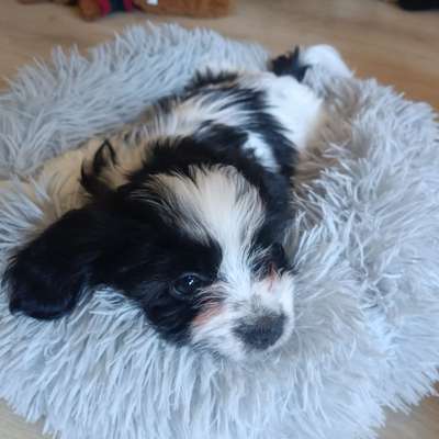 Hundetreffen-Milli sucht Bekanntschaft-Bild