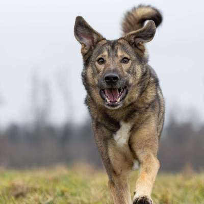 Hundetreffen-Übungspartner gesucht-Bild