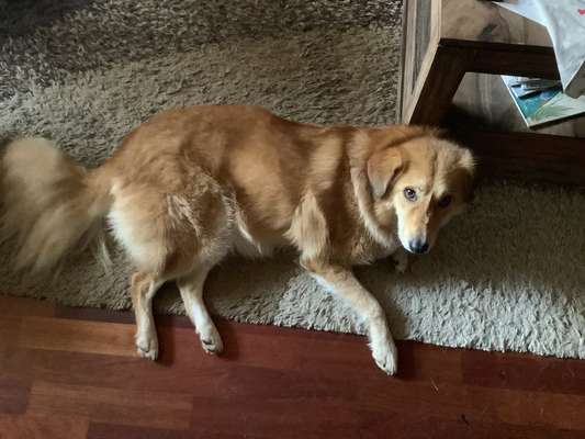 TierschutzhundeStammtisch🐕-Beitrag-Bild