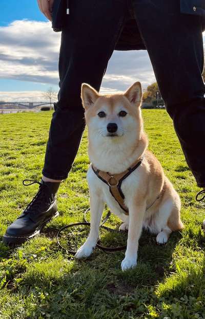 Hundetreffen-Kontrollierte Begegnungen am Rheinufer Mz-Neustadt-Bild