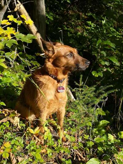 Mischlingshunde Foto Aufruf-Beitrag-Bild