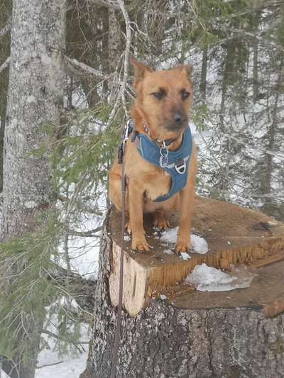 Mischlingshunde Foto Aufruf-Beitrag-Bild