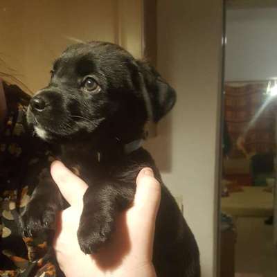 Hundetreffen-Welpenspielen in der Flutrinne!