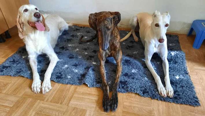 Windhunde - Treffen der besonderen Schönheiten
HERZLICH WILLKOMMEN-Beitrag-Bild