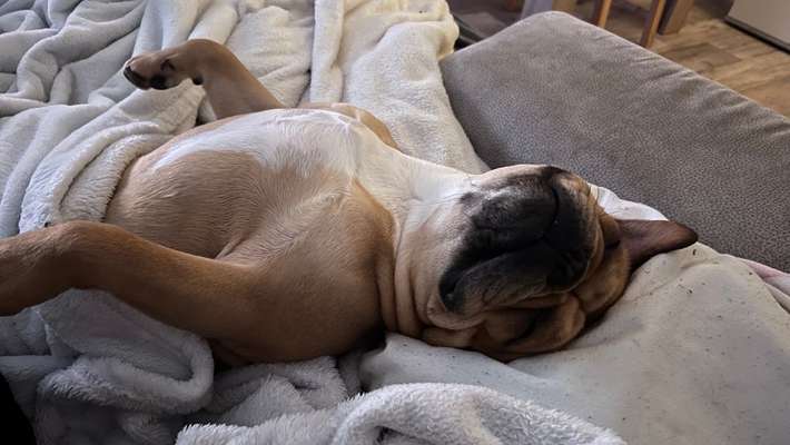 Dogorama Photo Challenge - Zeigt her eure Bäuche-Beitrag-Bild