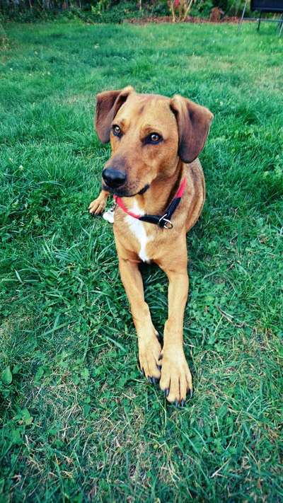 Rhodesian Ridgeback-Beitrag-Bild