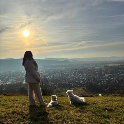 Hundetreffen-Gassirunde + Trainingseinheiten + freies Spielen am Ende  ->kleine Hunde-Bild