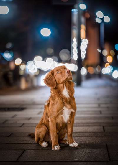 Nova Scotia Duck Tolling Retriever-Beitrag-Bild