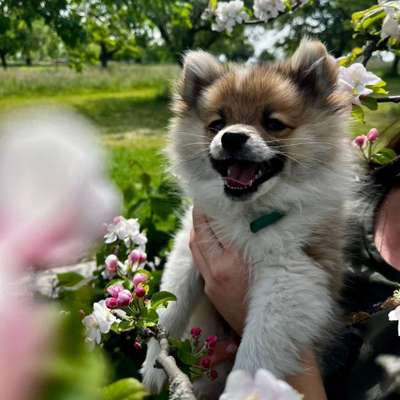 Hundetreffen-Gassi-und Spielrunde-Bild