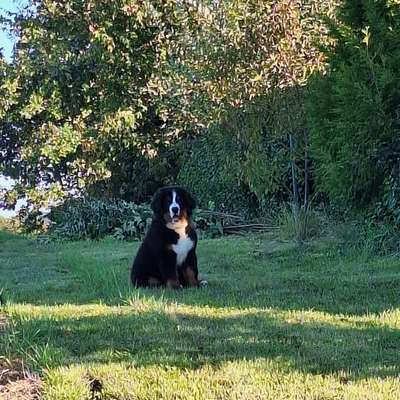 Berner Sennen-Beitrag-Bild