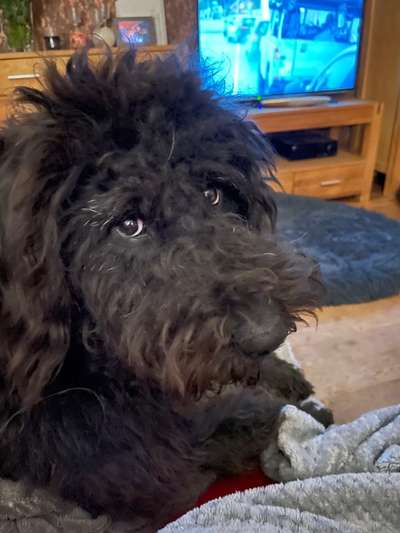 eure Spitznamen für die Vierbeiner-Beitrag-Bild