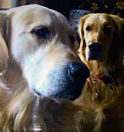 Wo sind die Golden Retriever Liebhaber?-Beitrag-Bild