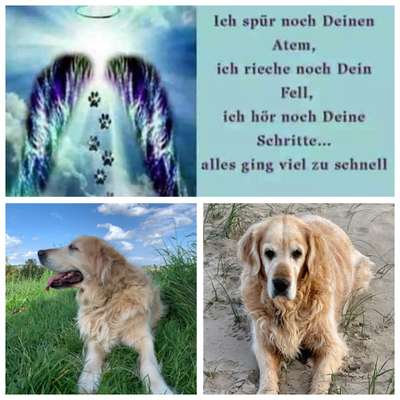 Unsere Fellnasen im Regenbogenland-Beitrag-Bild