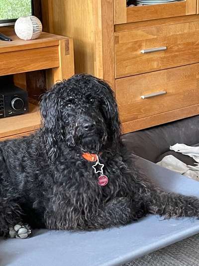 Labradorfans-Beitrag-Bild