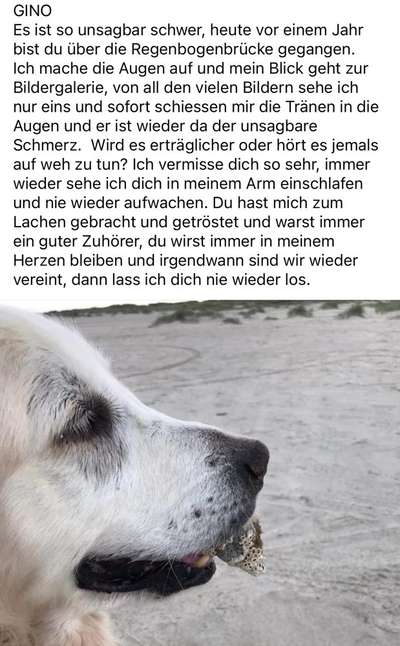 Unsere Fellnasen im Regenbogenland-Beitrag-Bild