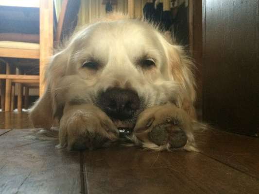 Unsere Fellnasen im Regenbogenland-Beitrag-Bild