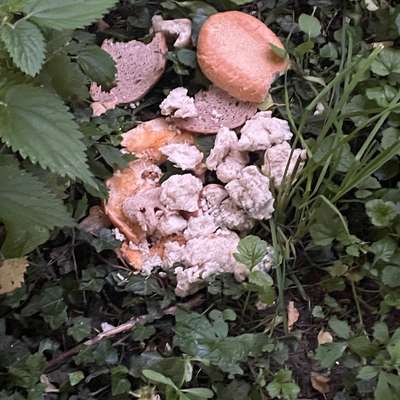 Giftköder-Eventuell Giftköder in hoher Wiese-Bild