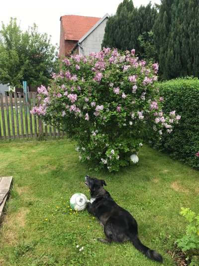 Die Dogorama Monats Challenge "Es grünt und blüht"-Beitrag-Bild