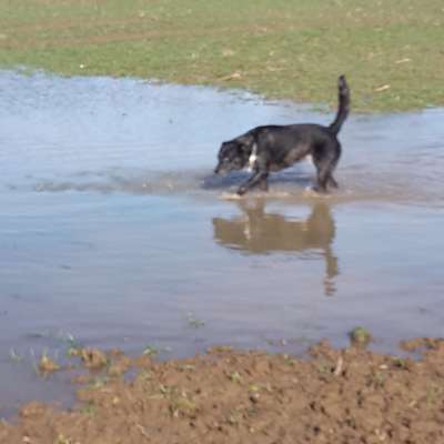 Dogorama-Monats-Challenge-Mai "Wasser"-Beitrag-Bild