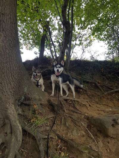 Husky-Beitrag-Bild